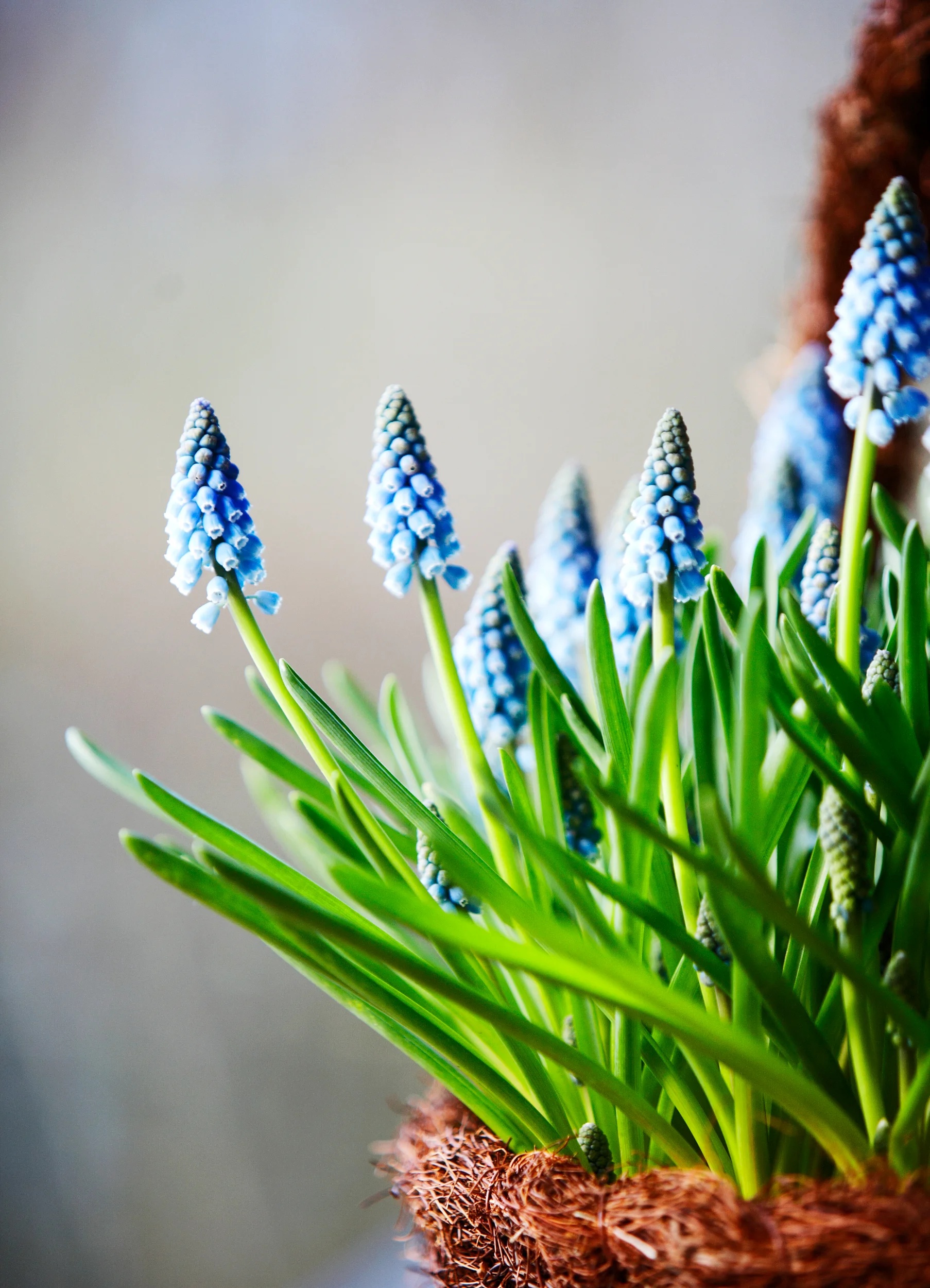 Blå perlehyacinter i blomsterkurv