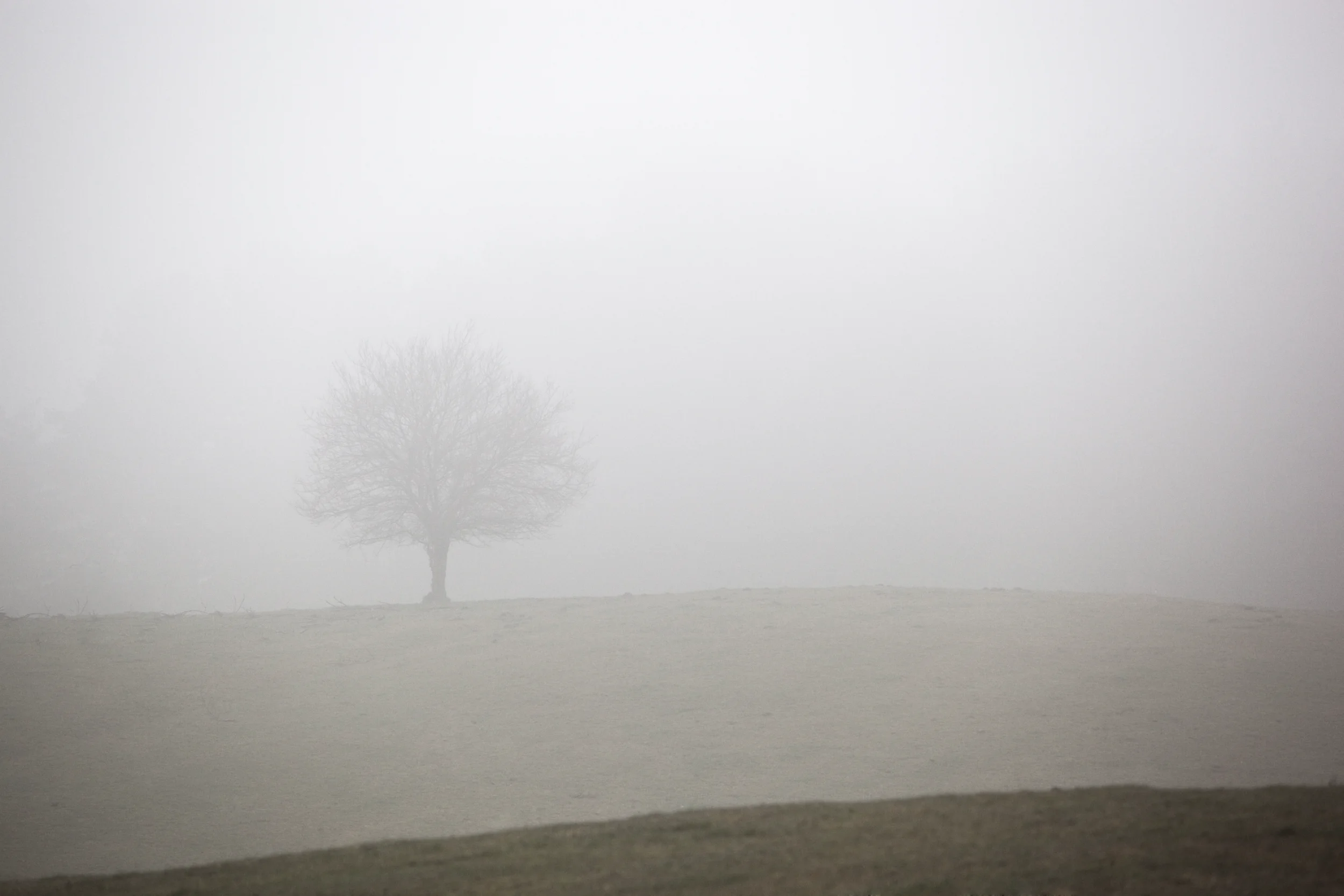 Træ i tåget landskab – stemningsfuldt og naturligt