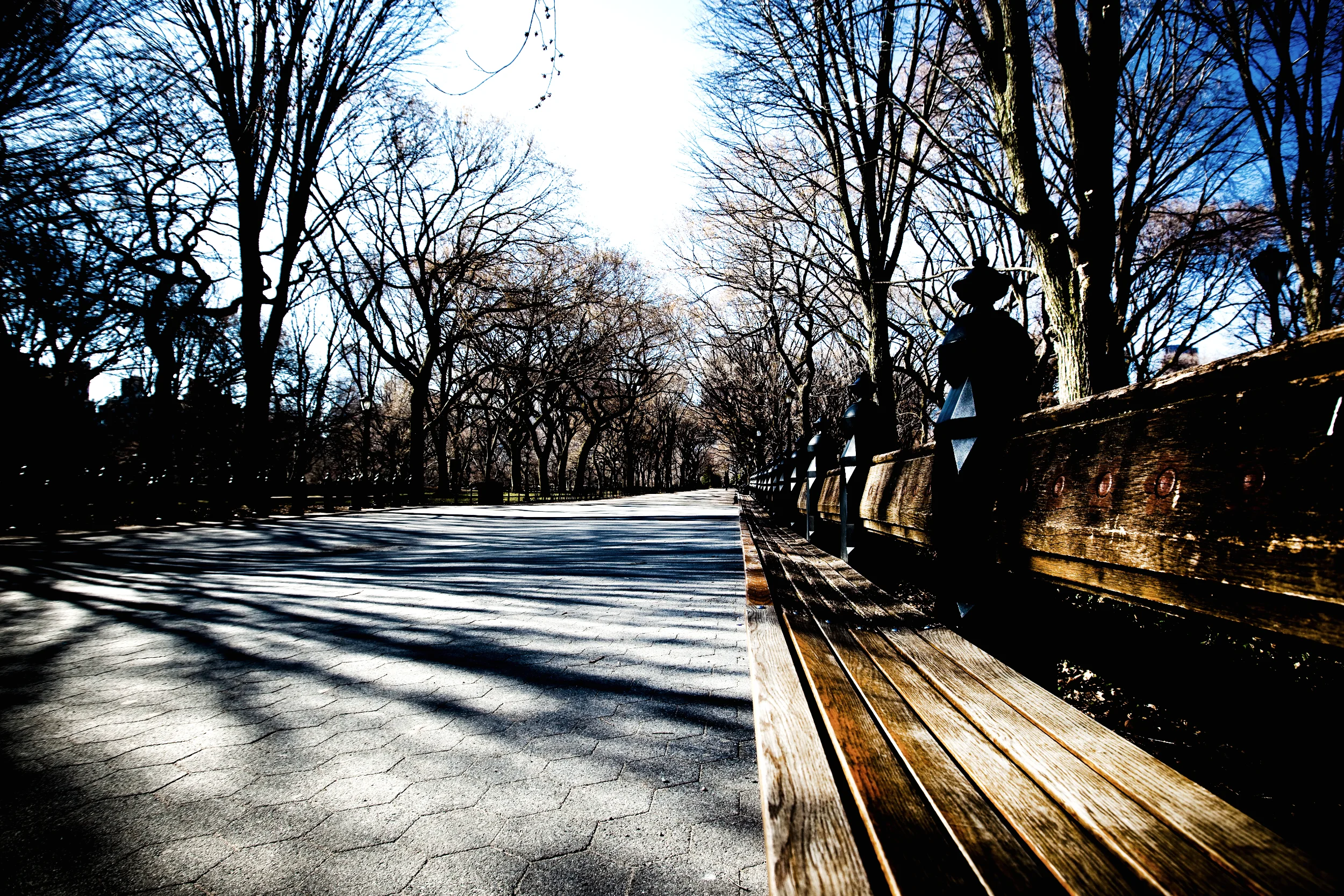 Parkbænk og allé med lange skygger