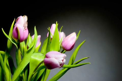 Rosa tulipaner på mørk baggrund i naturlig fotografering
