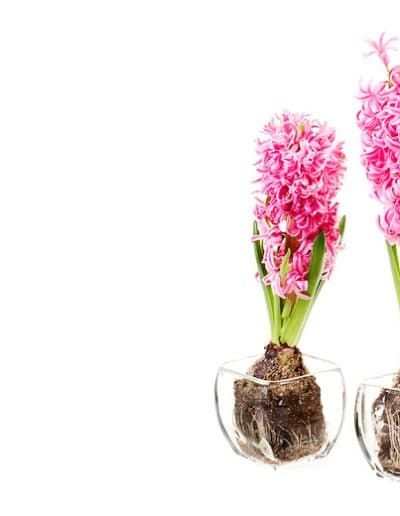 Forårsbillede af to rosafarvede hyacinter i glaskrukker med synlige rødder, der står mod en hvid baggrund.