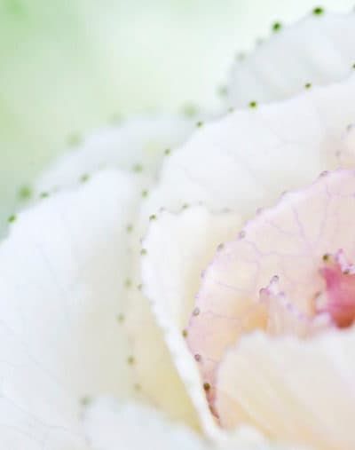 Nærbillede af kålblomst med hvide og lyserøde nuancer i blødt lys, detaljer af grønne knopper langs bladranden. Et smukt n...