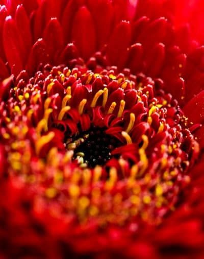 Rød blomst i fuld flor: En naturlig glød