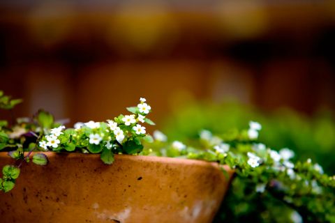 Vildskab fra krukken - ægte fotografering