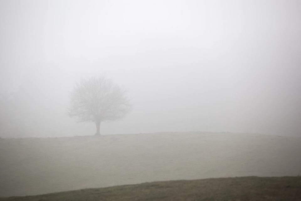 Solitært træ i tåget landskab, træet er nøgent, den tykke tåge skaber en mystisk og stemningsfuld atmosfære.