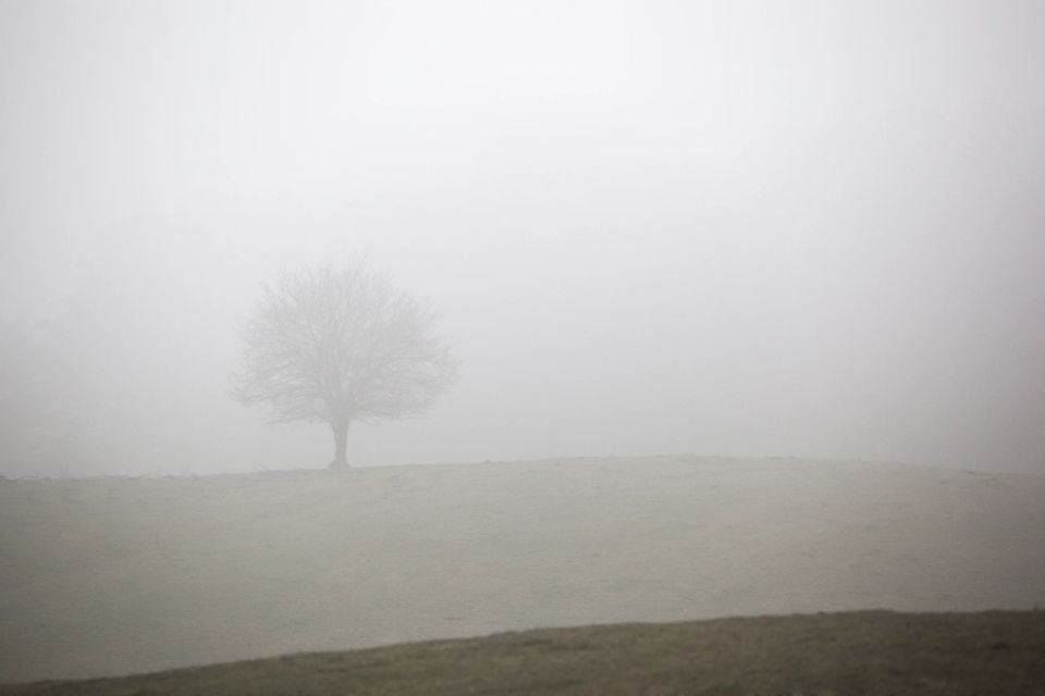 Solitært træ i tåget landskab, træet er nøgent, den tykke tåge skaber en mystisk og stemningsfuld atmosfære.