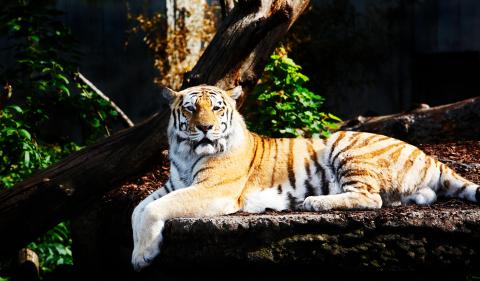 Majestætisk tiger i naturlige omgivelser