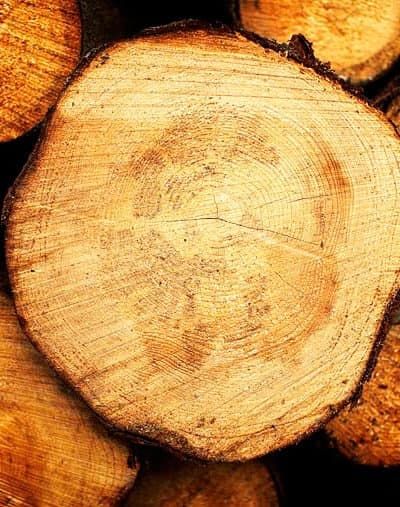 Træstamme med synlige årringe fanget i et autentisk foto