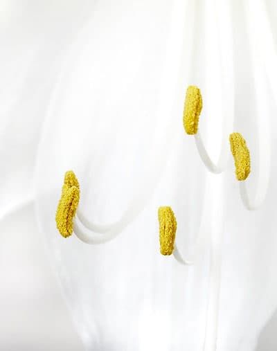 Nærbillede af hvid liljes støvdragere med gule støvknapper, skarpt og detaljeret i blødt lys.