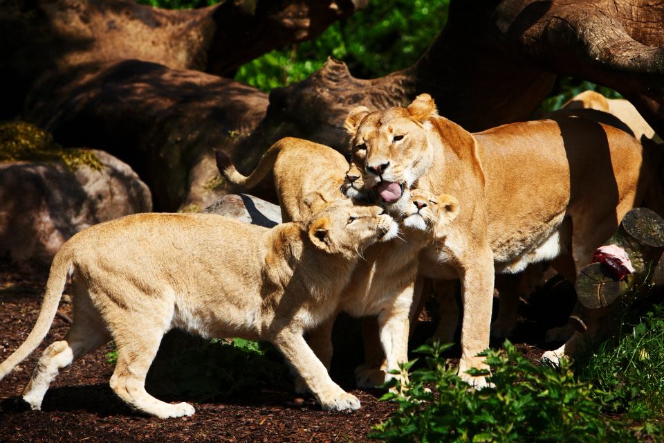 Legesyge løveunger i autentisk fotografering fra Virum. En stor løvinde renser en unge, mens en anden smyger sig ind.