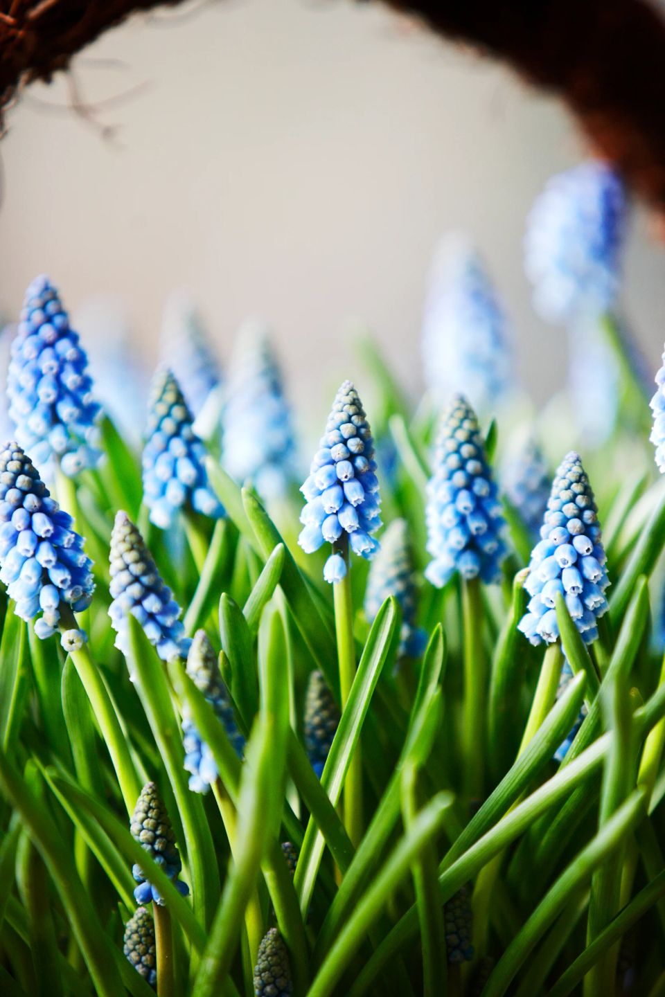Nærbillede af lyseblå perlehyacinter i fuldt flor med grønne blade, fotografering af spirende forår med blå toner.
