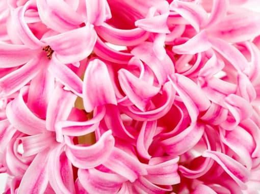 Nærbillede af lyserøde hyacintblomster i fuldt flor, der giver en blid forårsstemning. Dette er et smukt foto.