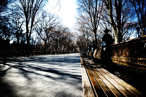 Parkbænk og allé med lange skygger